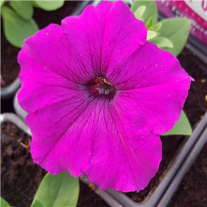 Trailing Petunia Easy Wave Violet