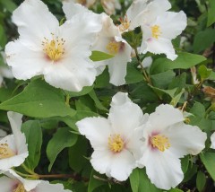 Philadelphus Belle Etoile