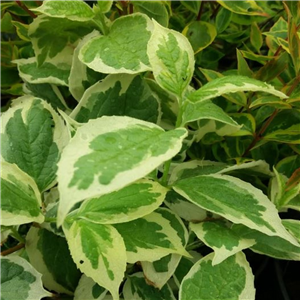 Philadelphus coronarius Variegata