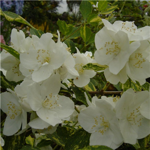 Philadelphus Innocence