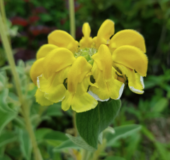 Phlomis fruticosa