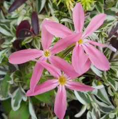 Phlox adsurgens Wagon Wheels