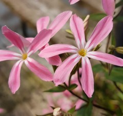 Phlox adsurgens Wagon Wheels