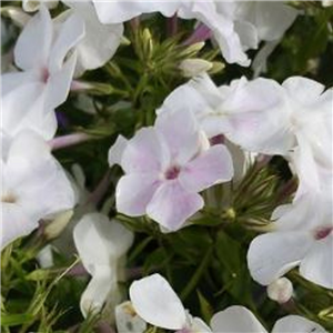 Phlox paniculata Fashionably Early Lavender Ice