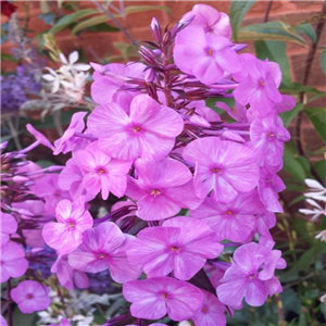 Phlox maculata Alpha