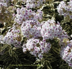 Phlox paniculata Norah Leigh