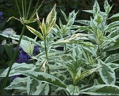 Phlox paniculata Norah Leigh