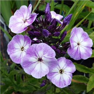 Phlox paniculata Prospero