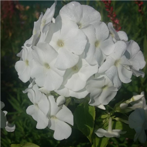 Phlox paniculata White Admiral