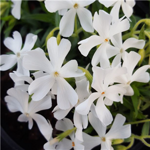 Phlox subulata Calvides White