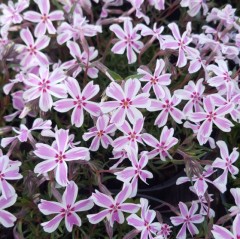 Phlox subulata Kimono