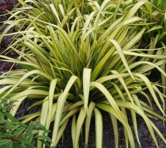 Phormium Yellow Wave