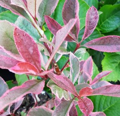 Photinia fraseri Louise