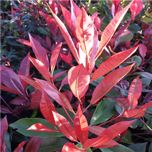 Photinia fraseri Red Select