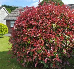 Photinia fraseri Red Robin