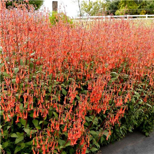 Phygelius Colorburst Orange