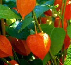 Physalis alkekengi Gigantea