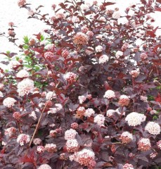 Physocarpus opulifolius Lady in Red