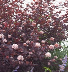 Physocarpus opulifolius Lady in Red