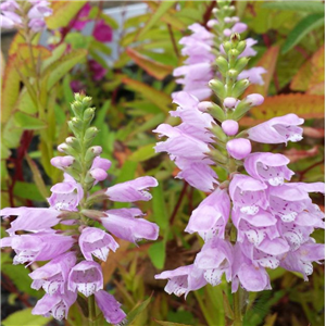 Physosteigia virginiana Rosea