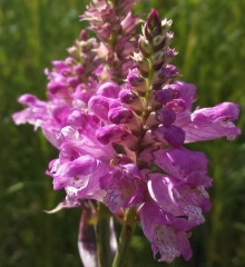 Physosteigia virginiana spp. speciosa Variegata