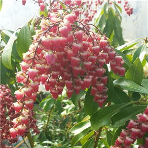 Pieris japonica Valley Valentine