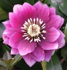 Helleborus x hybridus double dark pink