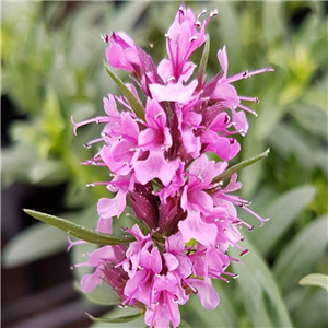 Herb Hyssop Pink (Hysoppus officinalis)