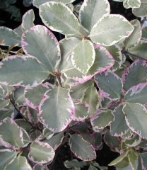 Pittosporum tenuifolium Garnetii