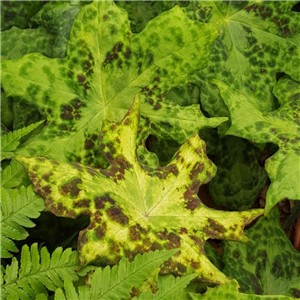 Podophyllum Kaleidoscope