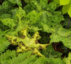 Podophyllum Spotty Dotty