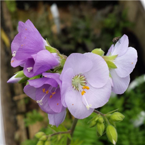 Polemonium Hannah Billcliffe