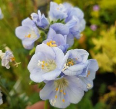 Polemonium Northern Lights