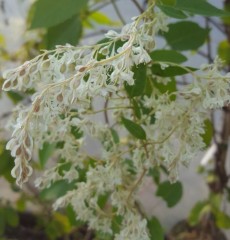 Fallopia (Polygonum) baldschuanica