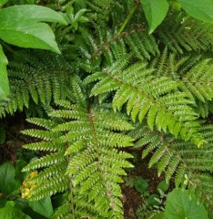 Polystichum polyblepharum