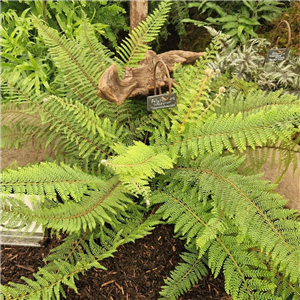 Polystichum setiferum Herrenhausen