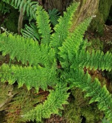 Polystichum setiferum Plumosum Densum