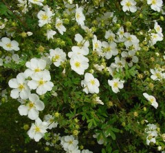 Potentilla Abbotswood