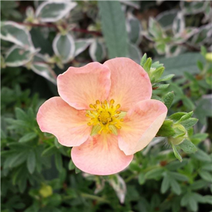 Potentilla Daydawn