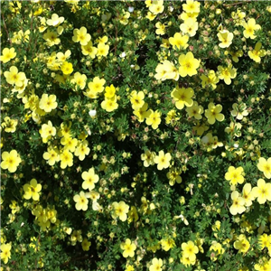 Potentilla Kath Dykes