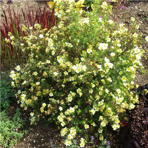 Potentilla Limelight