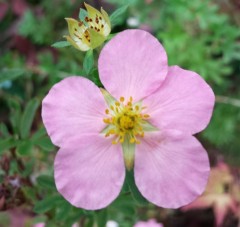 Potentilla Lovely Pink