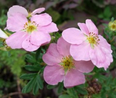 Potentilla Lovely Pink