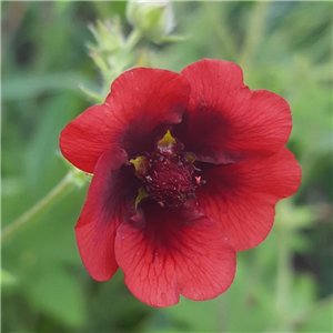 Potentilla thunbergii Monarchs Velvet