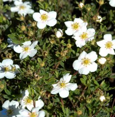 Potentilla Snowbird