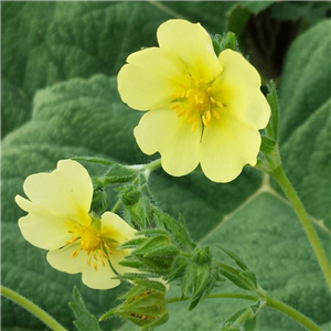 Potentilla warenii