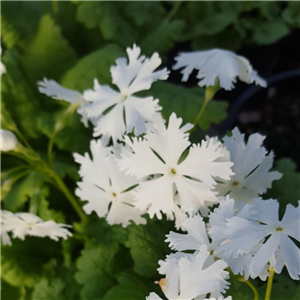 Primula sieboldii Snowflake