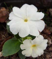 Primula allionii Aire Mist