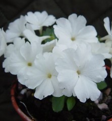 Primula allionii Aire Mist