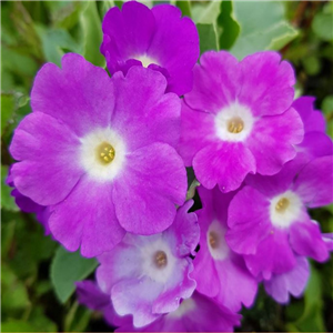 Primula allionii Garnet